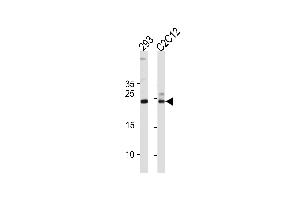 HIP2 Antibody  (ABIN1882088 and ABIN2839151) western blot analysis in 293,mouse C2C12 cell line lysates (35 μg/lane). (UBE2K Antikörper  (AA 109-139))