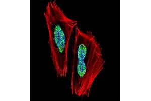 Immunofluorescence (IF) image for anti-Recombination Signal Binding Protein For Immunoglobulin kappa J Region (RBPJ) (AA 1-29), (N-Term) antibody (ABIN1538823)