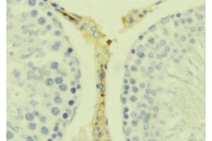 ABIN6278893 at 1/100 staining Mouse testis tissue by IHC-P. (IL17B Antikörper  (Internal Region))
