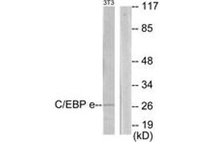 Western blot analysis of extracts from NIH-3T3 cells, using CEBPE Antibody. (CEBPE Antikörper  (AA 191-240))