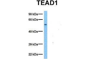 Host:  Rabbit  Target Name:  TEAD1  Sample Tissue:  Human Fetal Muscle  Antibody Dilution:  1.