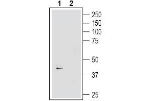 Western blot analysis of human SH-SY5Y neuroblastoma cell line lysate:1. (GPR139 Antikörper  (Intracellular))