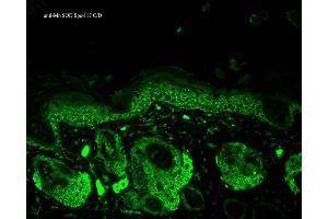 Immunohistochemistry analysis using Rabbit Anti-SOD2 Polyclonal Antibody . (SOD2 Antikörper  (Atto 594))