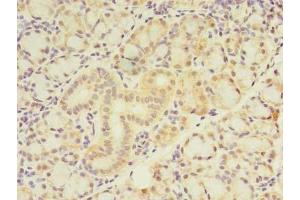 Immunohistochemistry of paraffin-embedded human pancreatic tissue using ABIN7175970 at dilution of 1:100