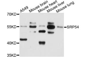 Western blot analysis of extracts of various cell lines, using SRP54 antibody (ABIN5972268) at 1/1000 dilution. (SRP54 Antikörper)