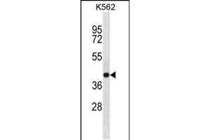 Western blot analysis in K562 cell line lysates (35ug/lane). (SEC14L4 Antikörper  (N-Term))