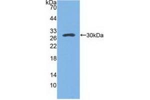 Detection of Recombinant SPA, Mouse using Polyclonal Antibody to Pulmonary Surfactant Associated Protein A1 (SFTPA1) (Surfactant Protein A1 Antikörper  (AA 21-248))