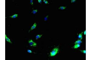 Immunofluorescent analysis of U251 cells using ABIN7159383 at dilution of 1:100 and Alexa Fluor 488-congugated AffiniPure Goat Anti-Rabbit IgG(H+L) (MS4A3 Antikörper  (AA 1-49))