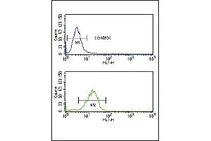 AGER Antibody (N-term) (ABIN651054 and ABIN2840050) flow cytometric analysis of  cells (bottom histogram) compared to a negative control cell (top histogram).
