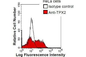 HeLa cells were fixed in 2% paraformaldehyde/PBS and then permeabilized in 90% methanol. (TPX2 Antikörper)