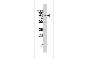 Western blot analysis of anti-GCN5 Antibody (N-term) (ABIN387930 and ABIN2837853) in 293 cell line lysates (35 μg/lane). (KAT2A Antikörper  (N-Term))