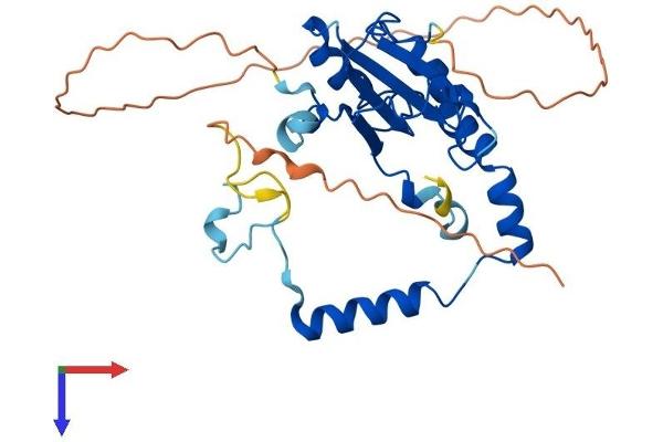 METTL8 Protein (AA 1-291) (His tag)