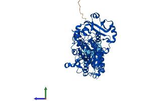 Protein Structure (PS) image for 3'-phosphoadenosine 5'-phosphosulfate Synthase 1 (PAPSS1) (AA 1-624) protein (His tag) (ABIN7563891)