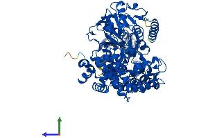Protein Structure (PS) image for Enoyl-CoA, Hydratase/3-Hydroxyacyl CoA Dehydrogenase (EHHADH) (AA 1-718) protein (His tag) (ABIN7561289)