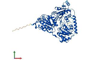 Protein Structure (PS) image for 2-Hydroxyacyl-CoA Lyase 1 (HACL1) (AA 1-581) protein (His tag) (ABIN7561745)
