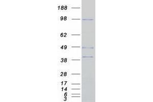 ARHGEF15 Protein (Myc-DYKDDDDK Tag)