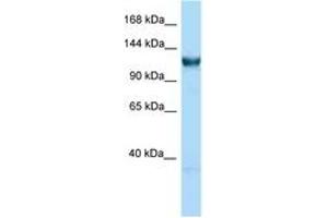 Image no. 1 for anti-General Transcription Factor IIIC, Polypeptide 3, 102kDa (GTF3C3) (C-Term) antibody (ABIN6748030) (GTF3C3 Antikörper  (C-Term))