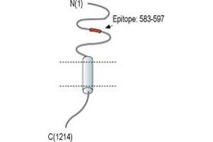 Representative domain view of the target of ABIN7582053.