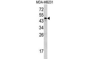 Western blot analysis of SERPINA7 Antibody (C-term) in MDA-MB231 cell line lysates (35ug/lane). (SERPINA7 Antikörper  (C-Term))
