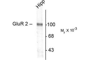 Image no. 1 for anti-Glutamate Receptor, Ionotropic, AMPA 2 (GRIA2) antibody (ABIN372654) (GRIA2 Antikörper)