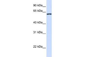 WB Suggested Anti-WDR40A Antibody Titration:  0. (DCAF12 Antikörper  (Middle Region))