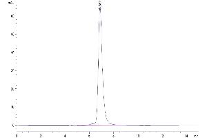 The purity of Cynomolgus IL-2 R beta is greater than 95 % as determined by SEC-HPLC.