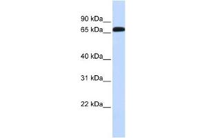 SLC6A1 antibody used at 1 ug/ml to detect target protein. (SLC6A1 Antikörper)
