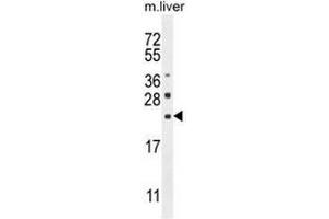 CLEC2L Antibody (N-term) western blot analysis in mouse liver tissue lysates (35µg/lane). (CLEC2L Antikörper  (N-Term))