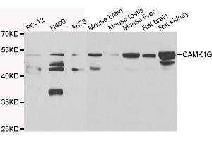 Western blot analysis of extracts of various cell lines, using CAMK1G antibody. (CAMK1G Antikörper)