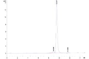 The purity of Canine DDT is greater than 90 % as determined by SEC-HPLC. (DDT Protein (AA 2-118) (His tag))