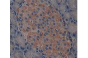 Used in DAB staining on fromalin fixed paraffin- embedded pancreas tissue (Carboxypeptidase A2 Antikörper  (AA 26-417))