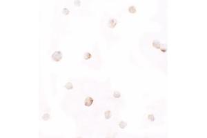 Immunohistochemistry (IHC) image for anti-Pellino E3 Ubiquitin Protein Ligase 1 (PELI1) (C-Term) antibody (ABIN1077389) (Pellino 1 Antikörper  (C-Term))
