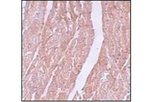 Immunohistochemistry of MINA in mouse heart tissue with this product at 5 μg/ml. (MINA Antikörper  (N-Term))