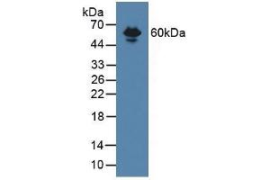 Endoglin Antikörper  (AA 27-137)