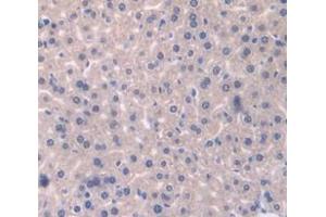IHC-P analysis of Mouse Tissue, with DAB staining. (Catalase Antikörper  (AA 80-239))
