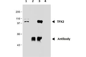 Immunoprecipitation of TPX2 from nuclear extract of HEK293 cells using monoclonal antibody TPX2-01. (TPX2 Antikörper)