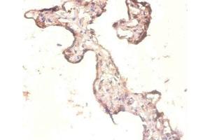 Immunohistochemistry of paraffin-embedded human placenta tissue using ABIN7142796 at dilution of 1:100 (RPL3 Antikörper  (AA 2-247))