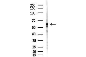 Western blot analysis of lysates from Hela cells(LPS,4h treatment), using CALR Antibody at 1/1000 dilution.