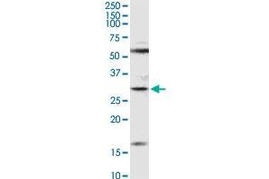 F11R MaxPab rabbit polyclonal antibody. (F11R Antikörper  (AA 1-299))