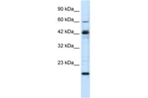 Western Blotting (WB) image for anti-Zinc Finger Protein 24 (ZNF24) antibody (ABIN2460740)