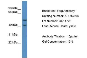 WB Suggested Anti-Fkrp  Antibody Titration: 0. (FKRP Antikörper  (C-Term))