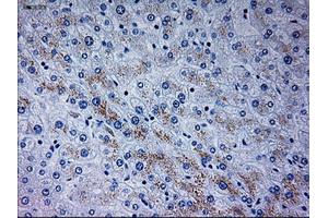 Immunohistochemical staining of paraffin-embedded liver tissue using anti-NEUROG3mouse monoclonal antibody. (Neurogenin 3 Antikörper)