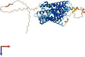 SLC38A3 Protein (AA 1-504) (His tag)
