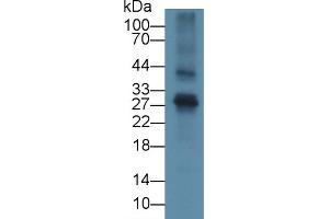 Detection of FGF23 in Mouse Thymus lysate using Polyclonal Antibody to Fibroblast Growth Factor 23 (FGF23) (FGF23 Antikörper  (AA 25-251))
