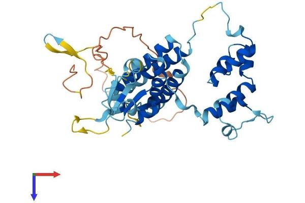 FBXO25 Protein (AA 1-367) (His tag)