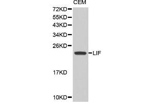 Western blot analysis of extracts of CEM cell line, using LIF antibody. (LIF Antikörper)