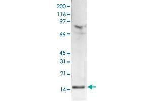 Western Blot (Cell lysate) analysis of 15 ug histone extracts of HeLa cells. (HIST1H3A Antikörper  (2meLys4))