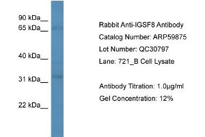 WB Suggested Anti-IGSF8  Antibody Titration: 0. (IGSF8 Antikörper  (Middle Region))