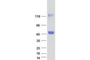 Validation with Western Blot (SHARPIN Protein (Myc-DYKDDDDK Tag))