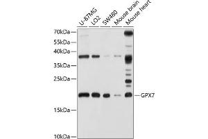 Western blot analysis of extracts of various cell lines, using GPX7 antibody (ABIN6127981, ABIN6141374, ABIN6141375 and ABIN6220416) at 1:1000 dilution. (Glutathione Peroxidase 7 Antikörper  (AA 20-187))